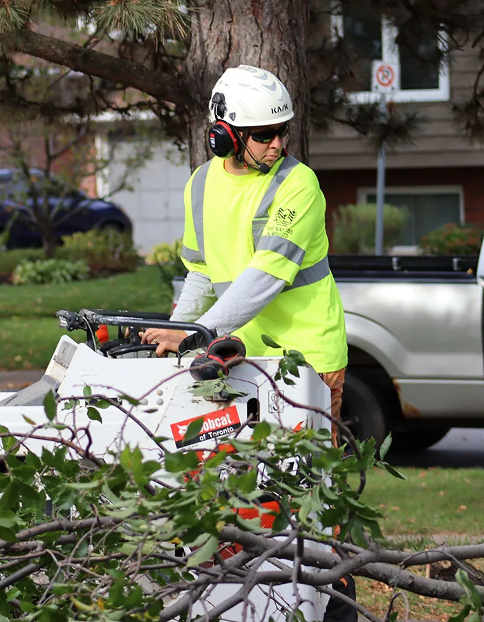 Arborist Removing Trees