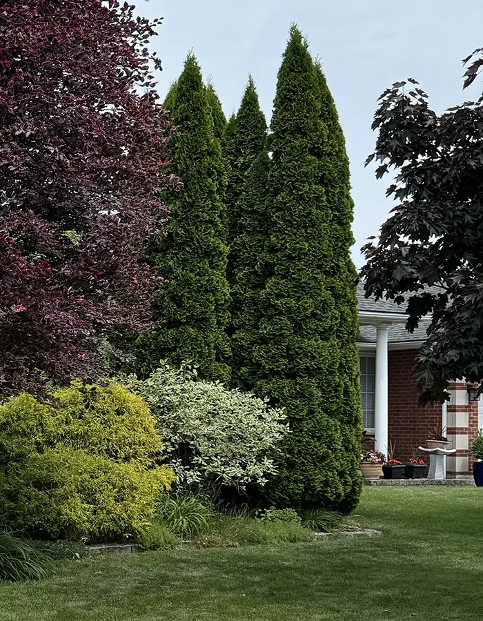 Deep Root Fertilization Niagara