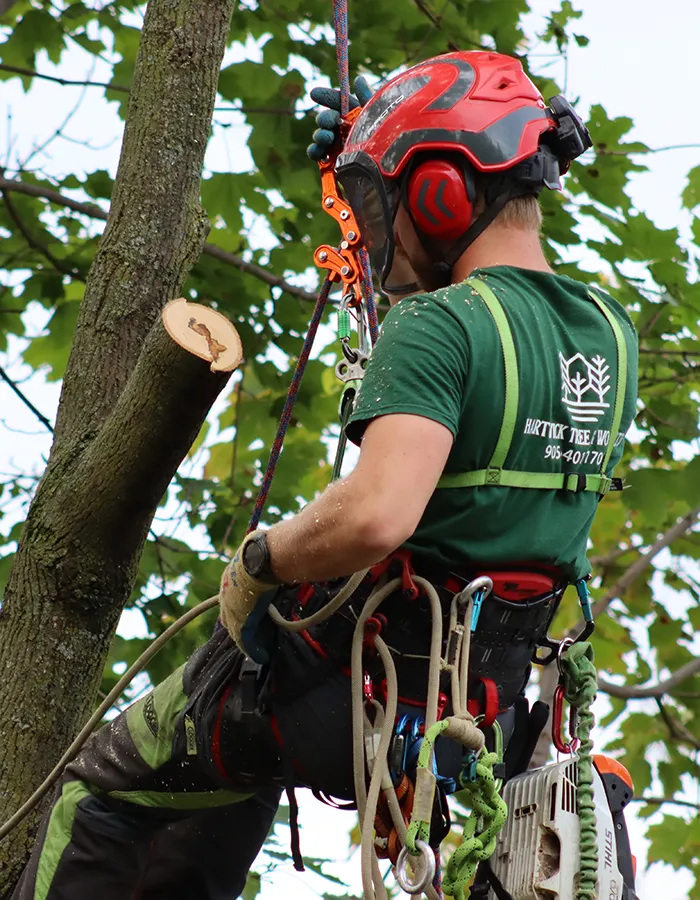 Niagara Arborist At Work