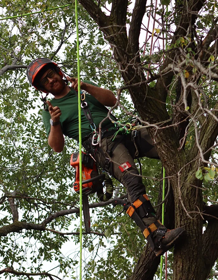 Tree Pruning In Niagara