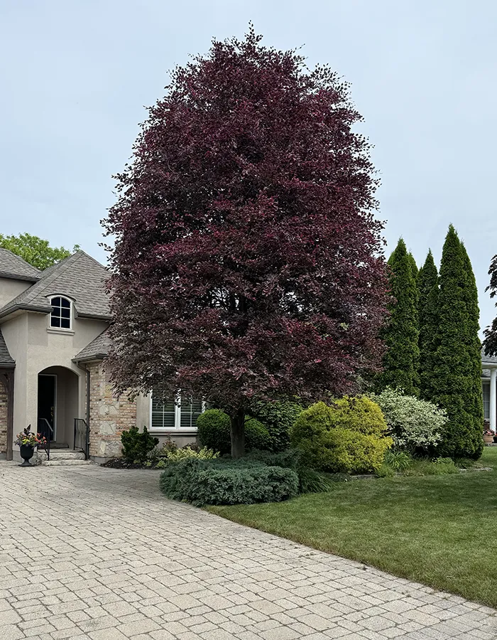 Tree Pruning Niagara ON