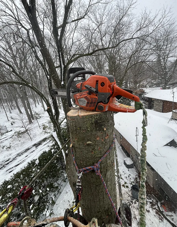 Tree Removal Service